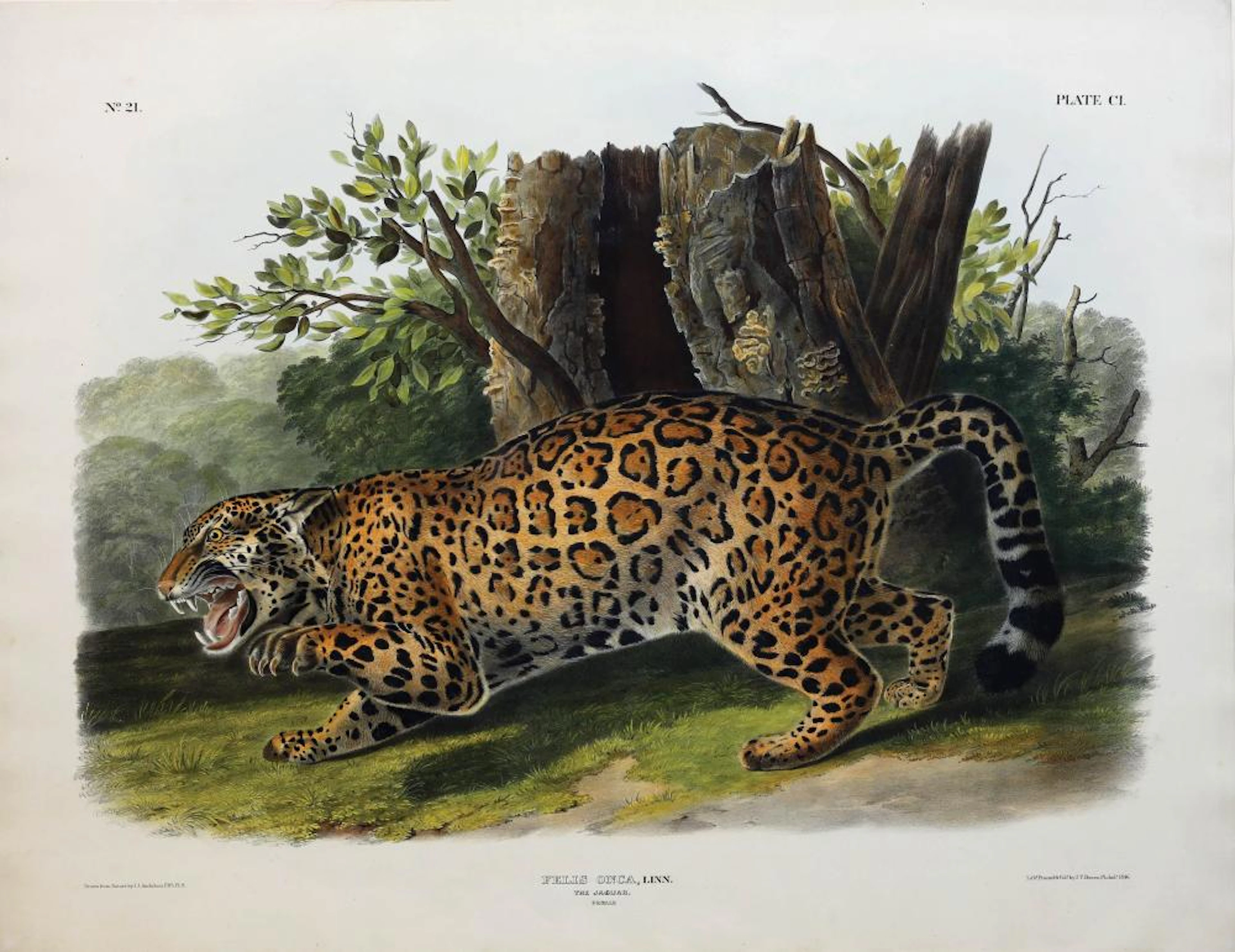 Audubon Lithograph, The Jaguar