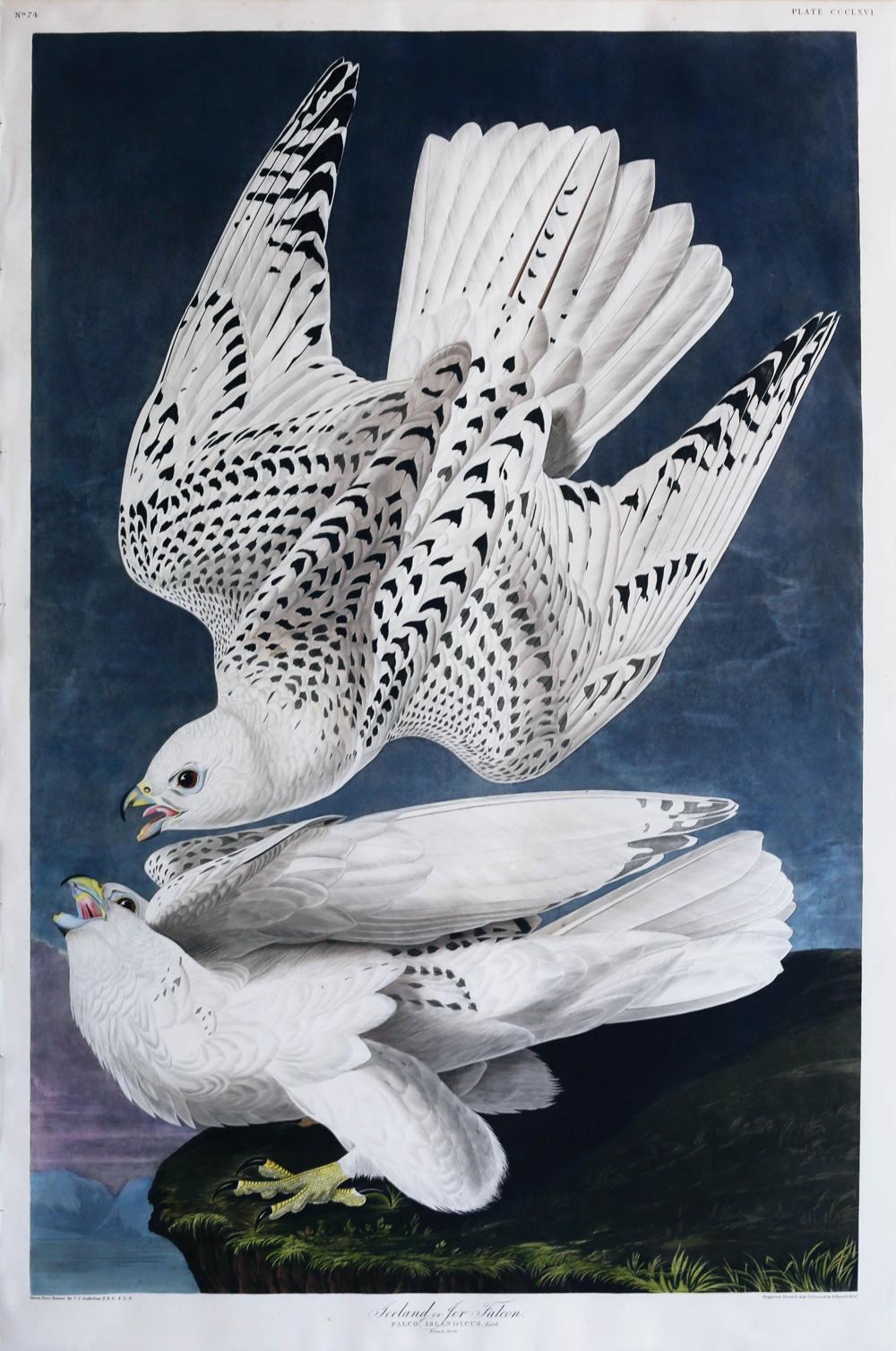 Audubon Aquatint, Iceland or Jer Falcon