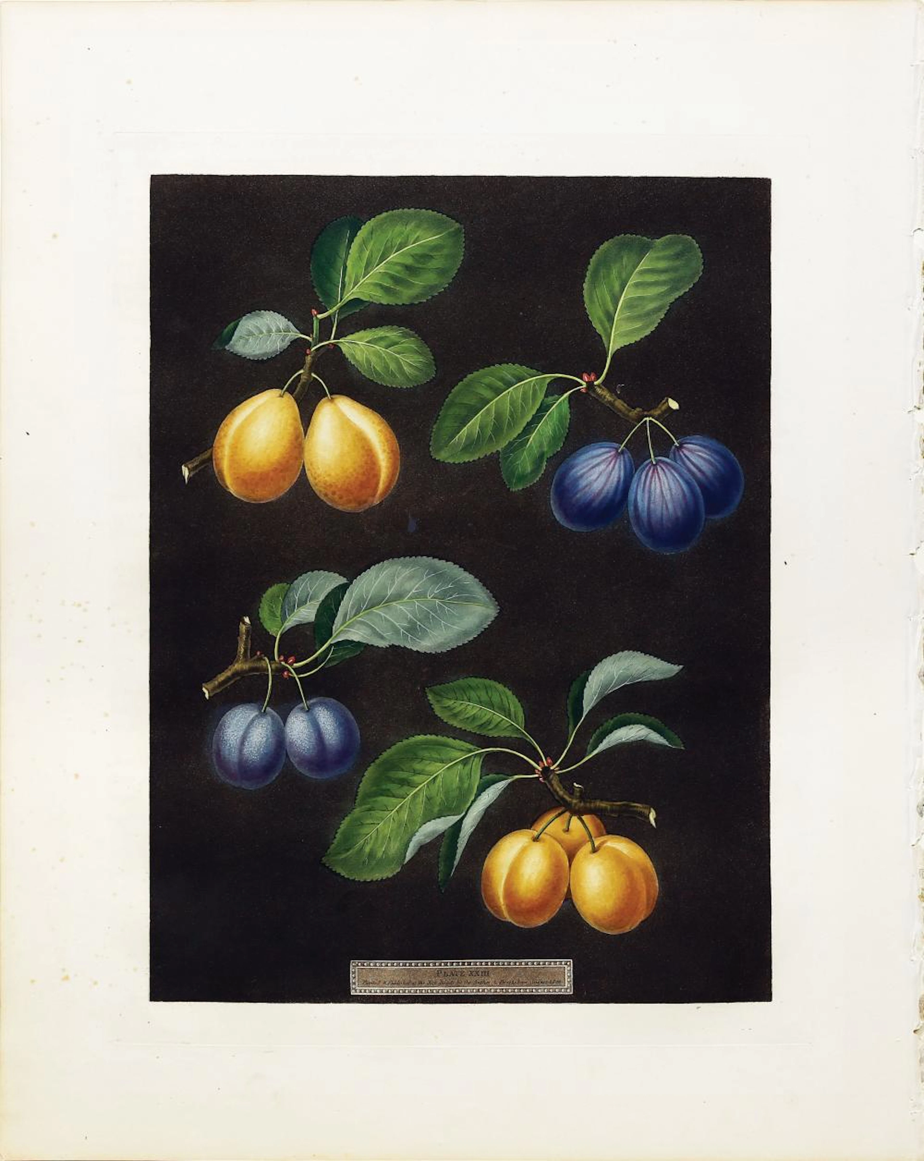 Brookshaw Aquatint, Plums
