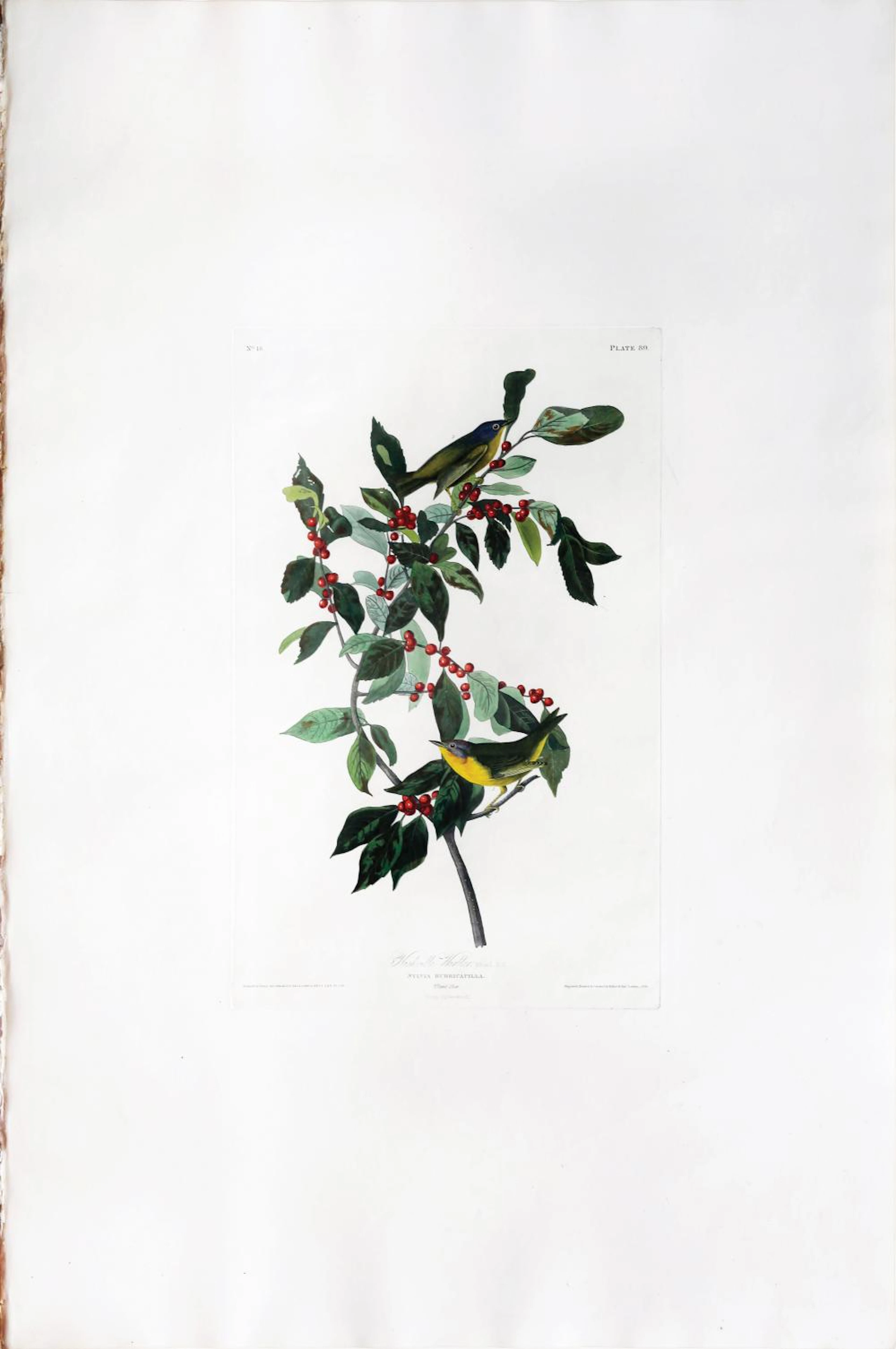 Audubon Aquatint, Nashville Warbler
