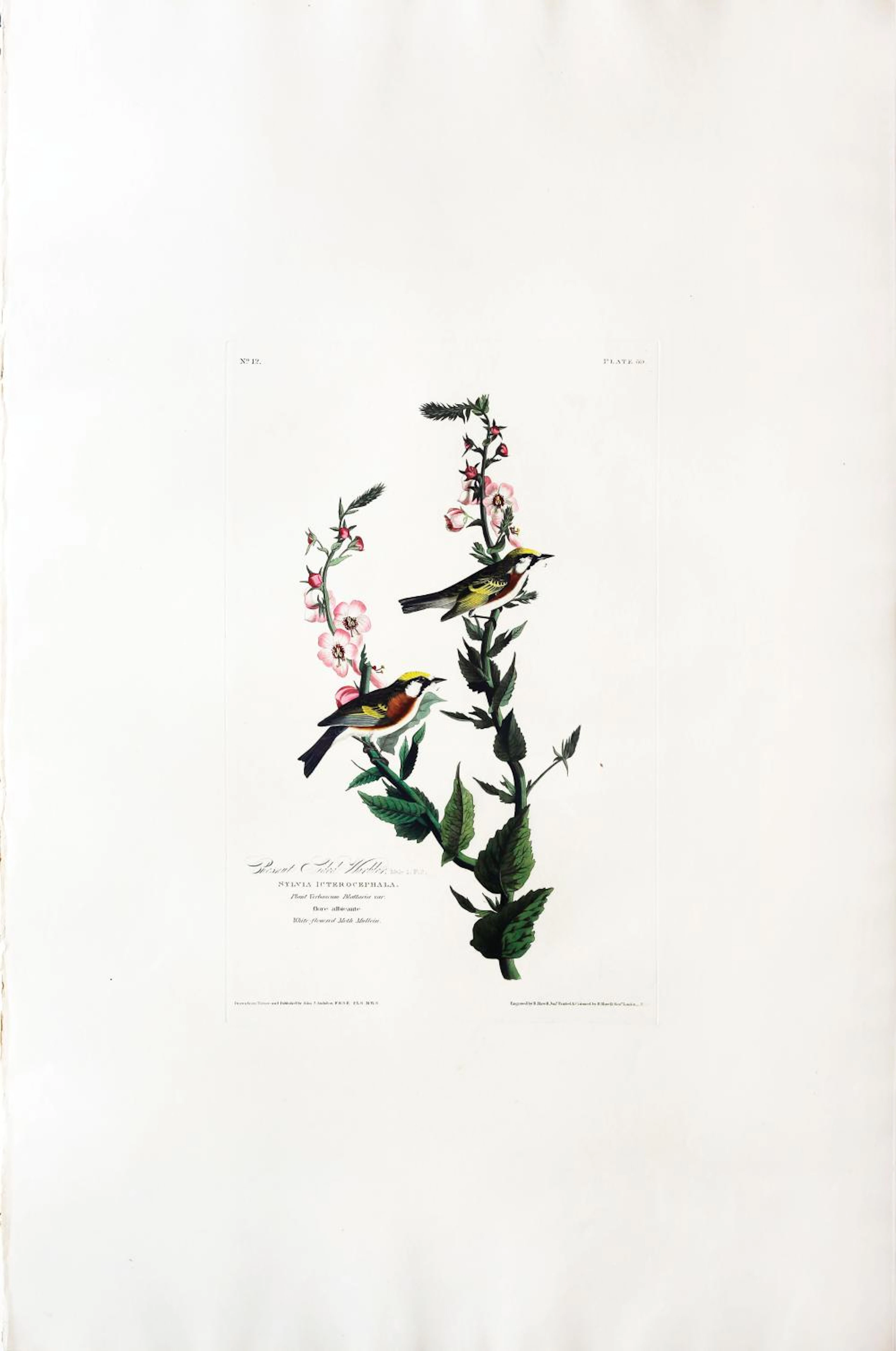Audubon Aquatint, Chestnut-sided Warbler