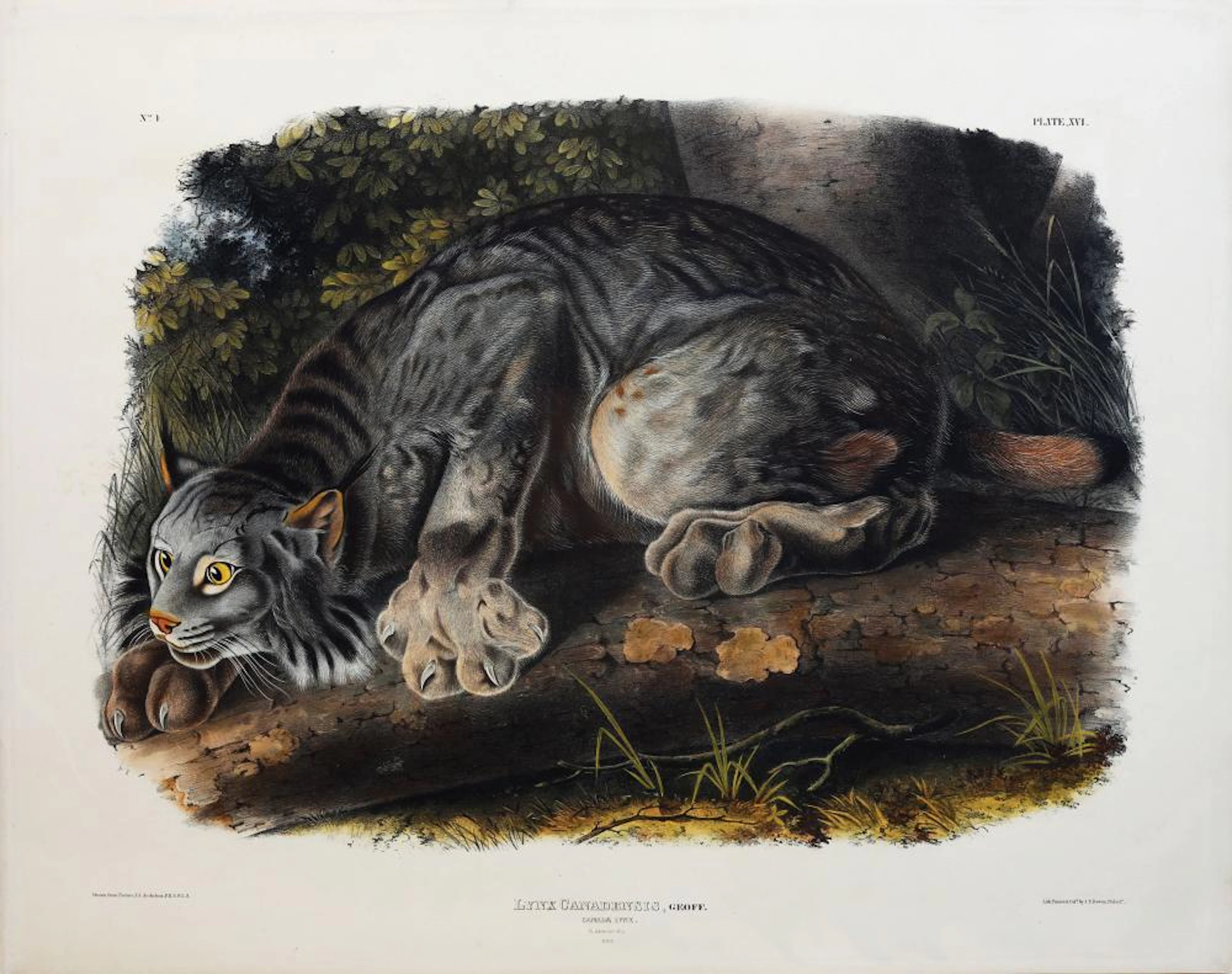Audubon Lithograph, Canada Lynx