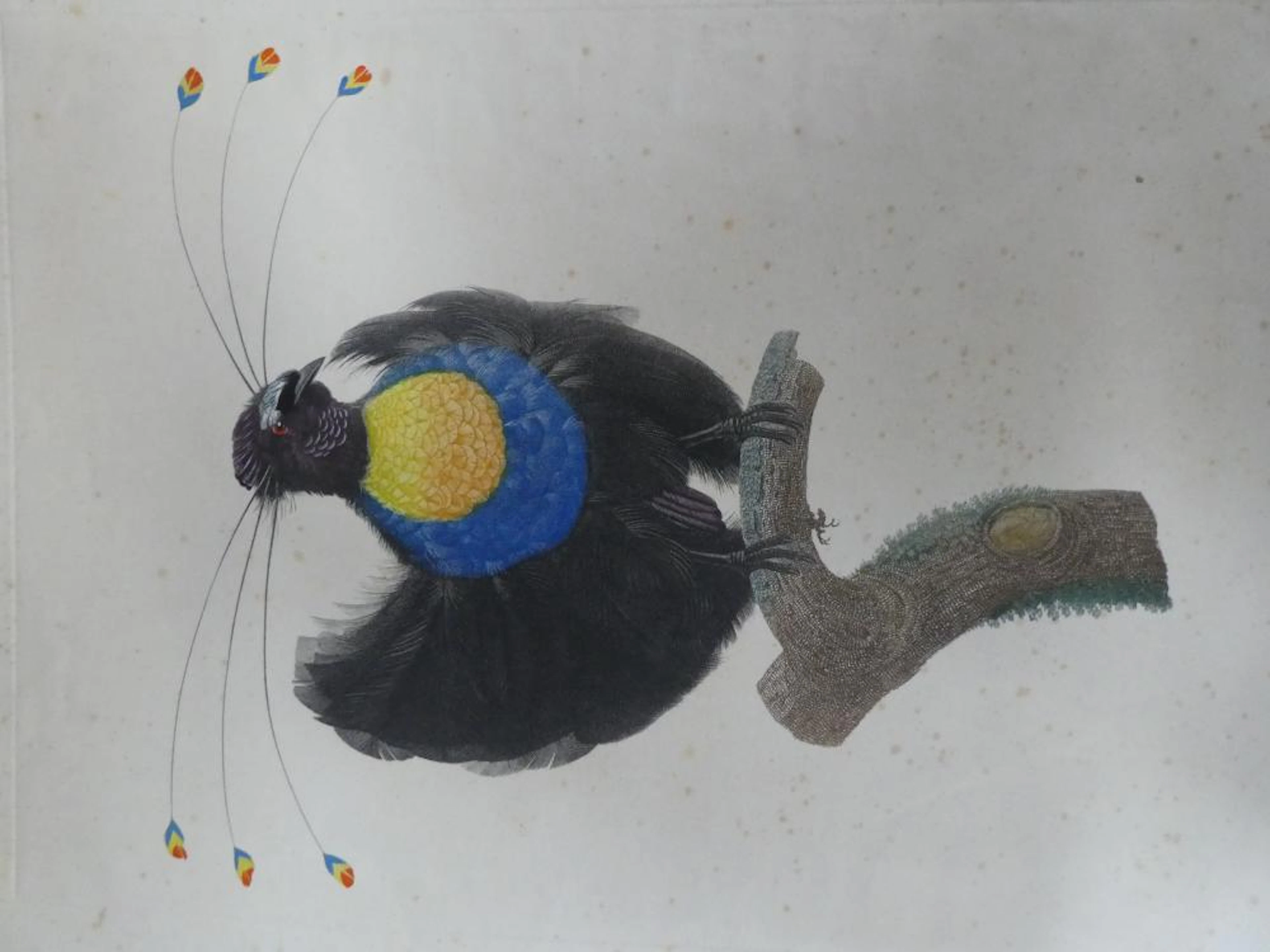 Barraband and Peree's Bird of Paradise Engraving