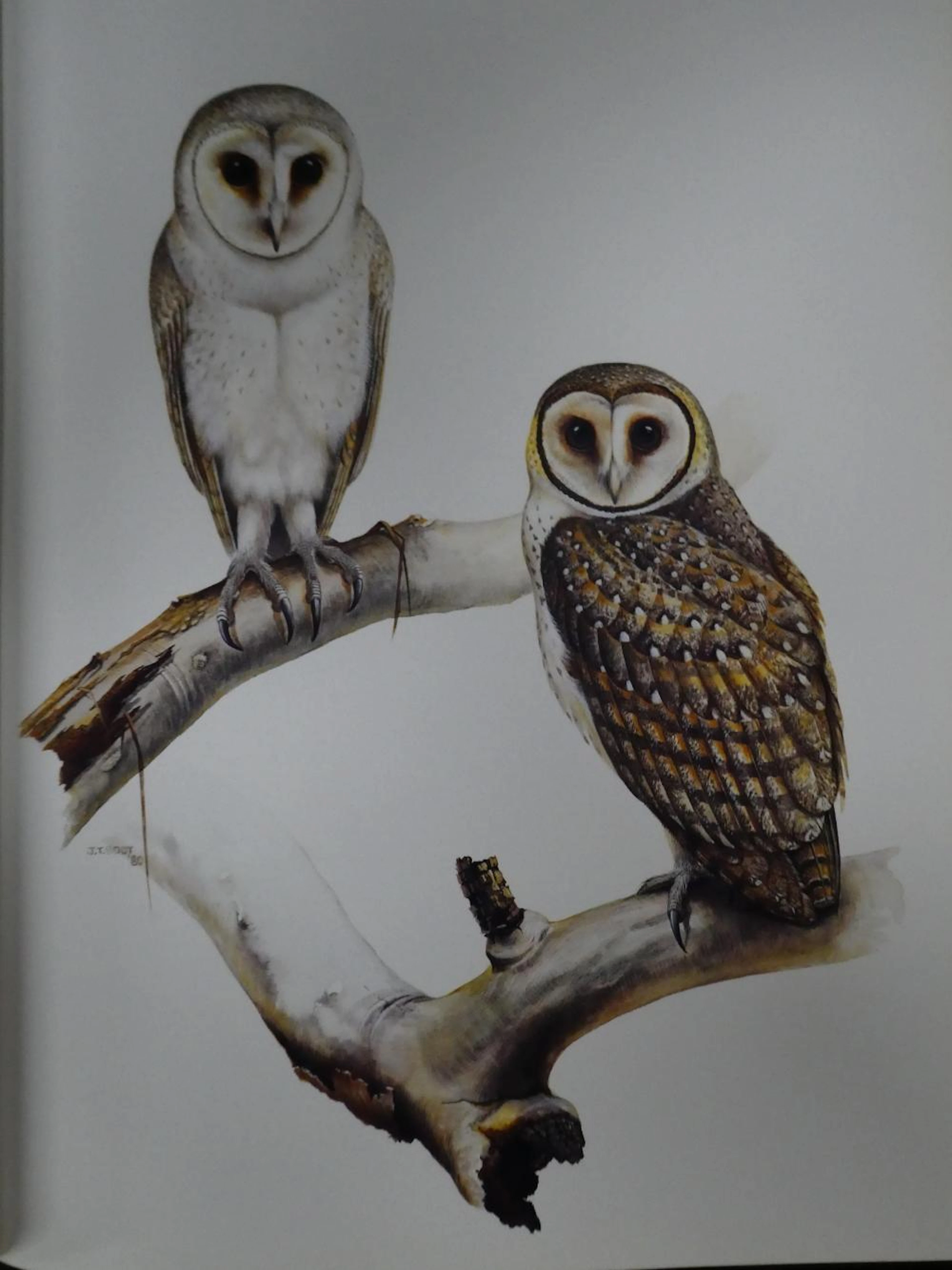OCTURNAL BIRDS