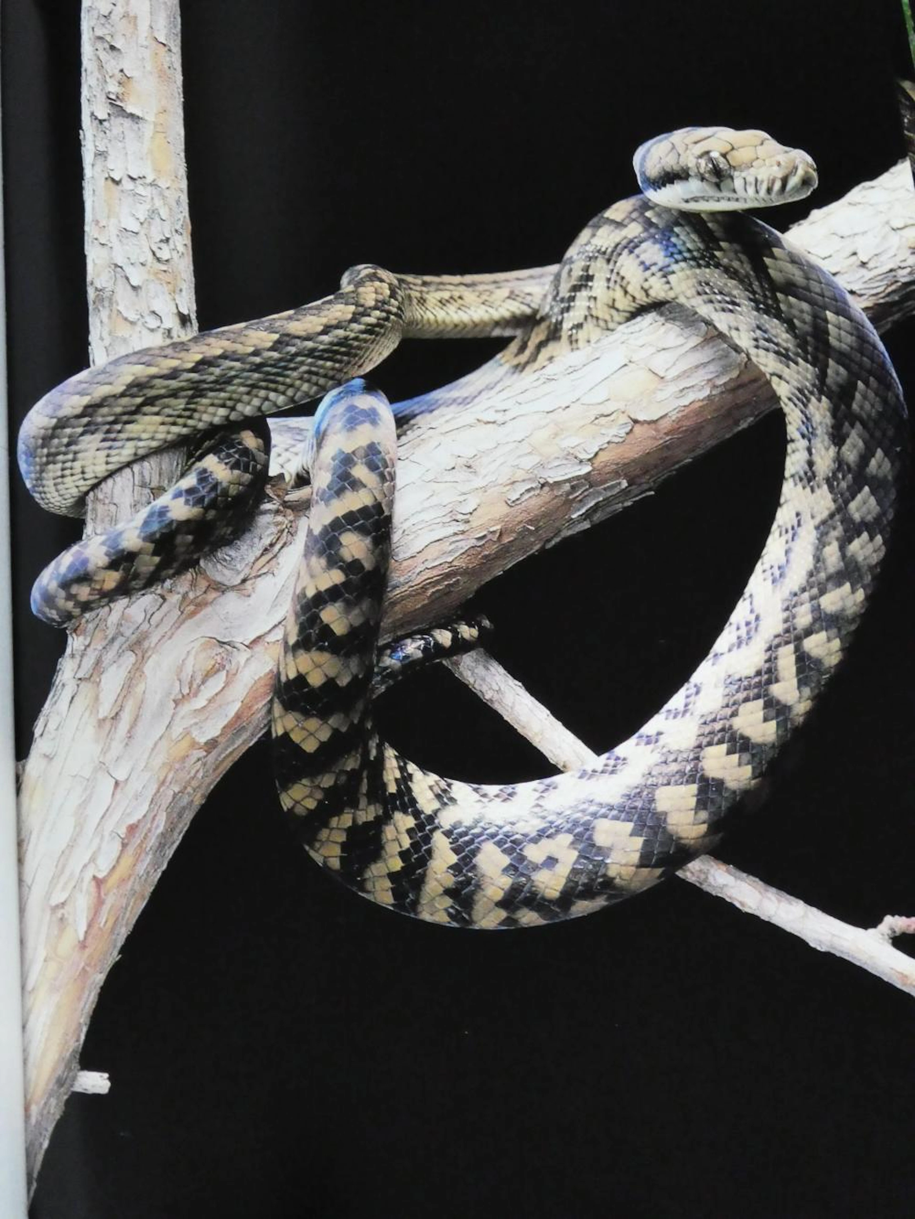 Reptiles