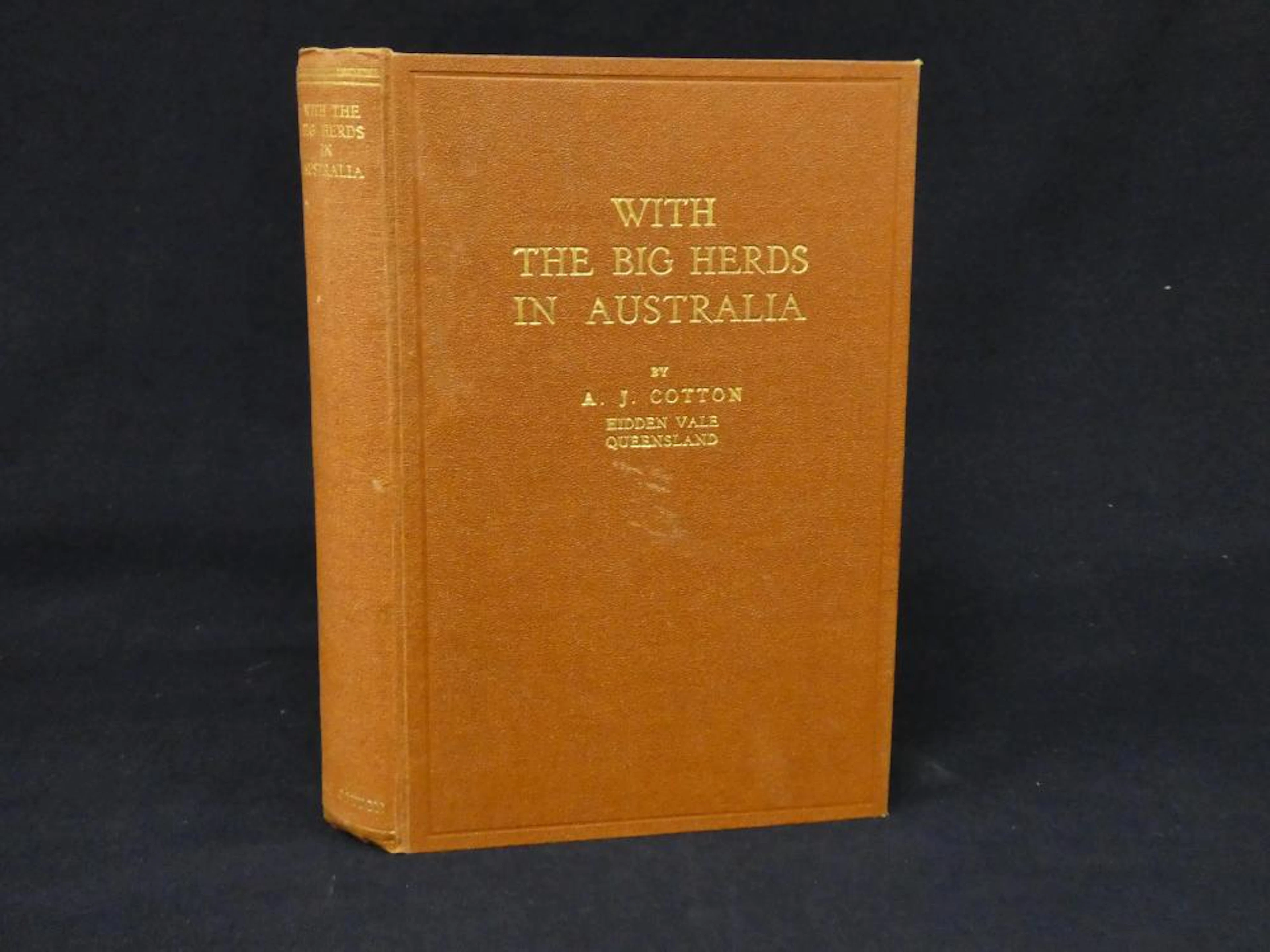 Cattle in Queensland