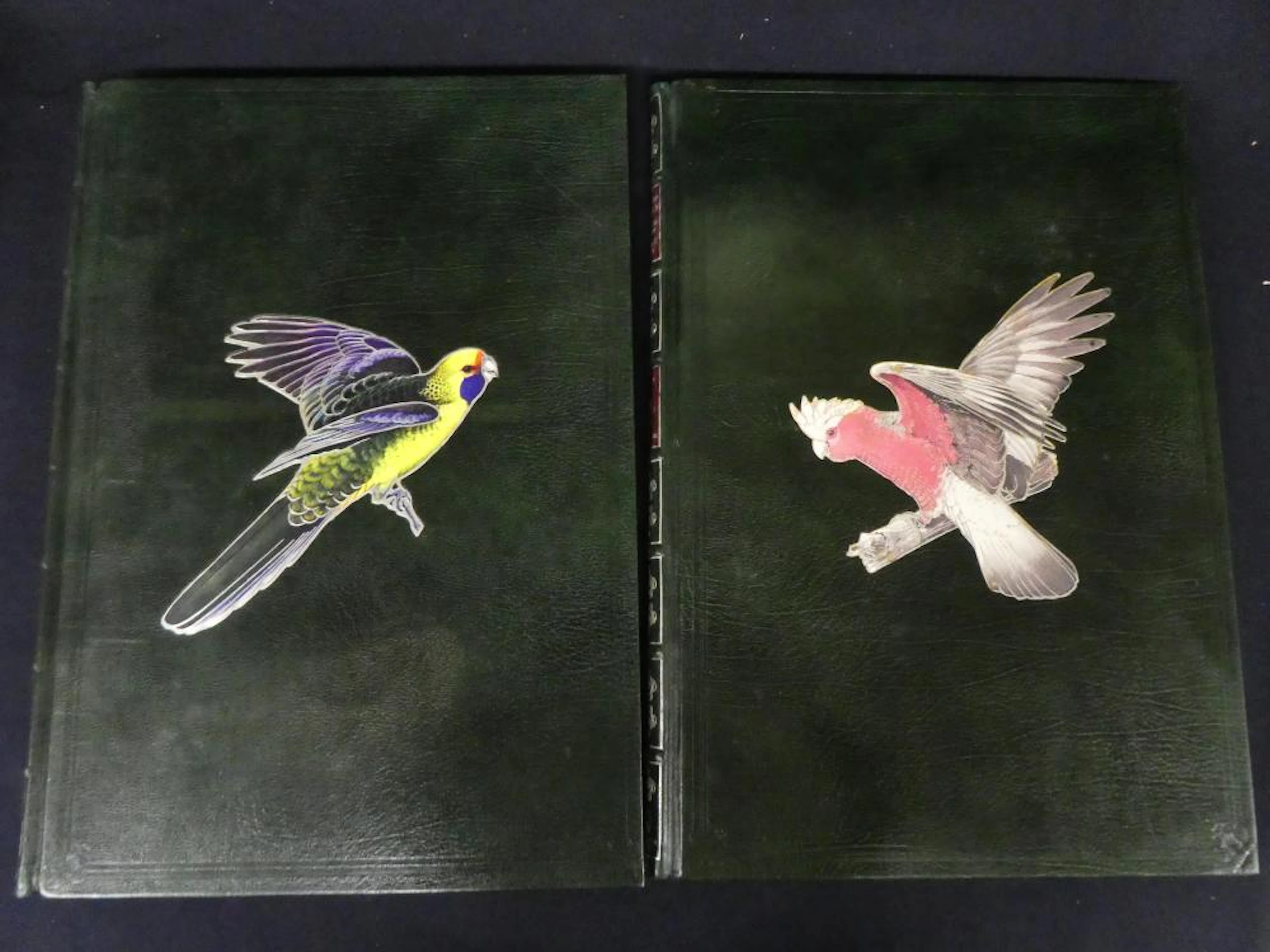 Parrots Foreshaw Cooper