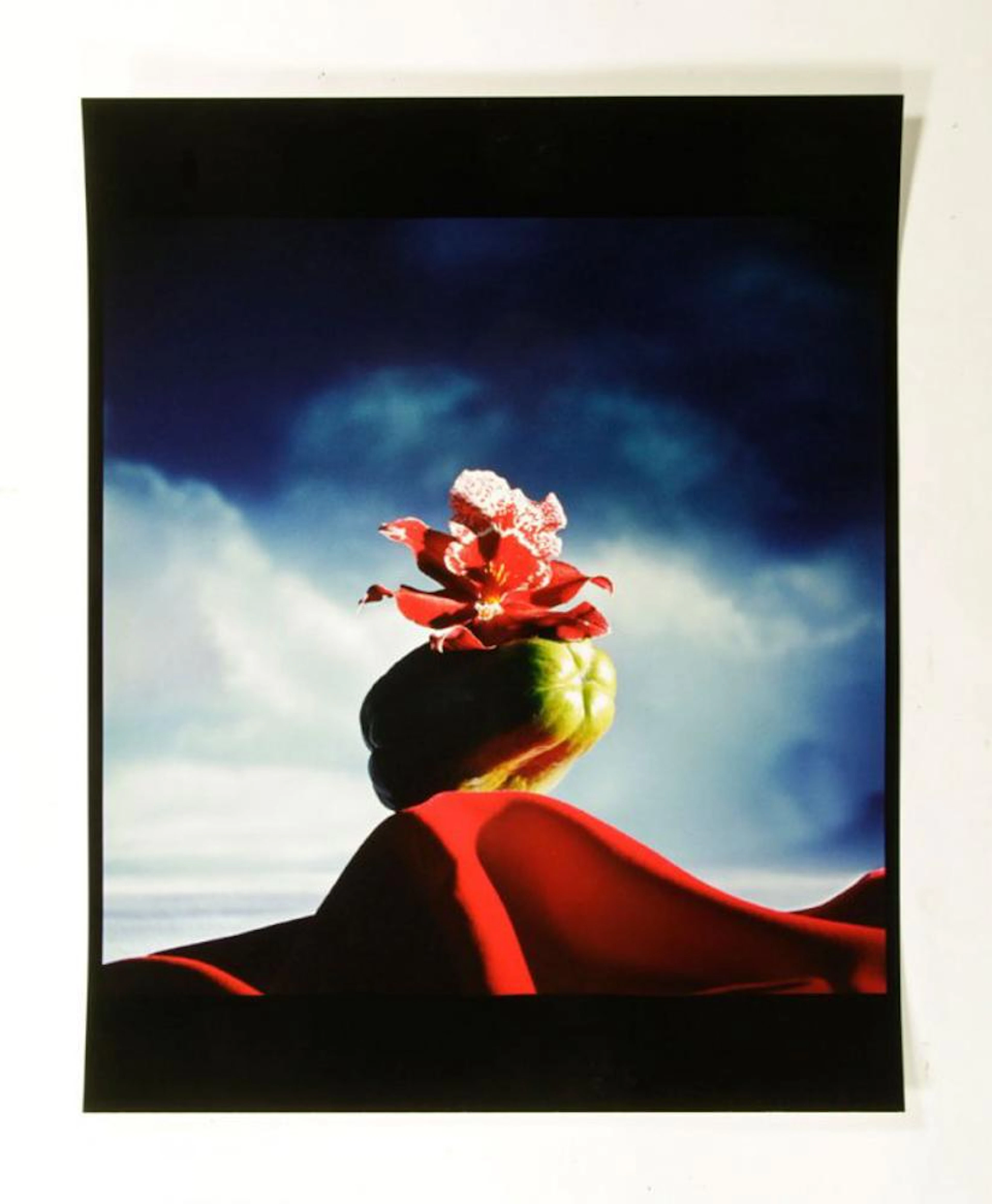 Horst, Floral Still Life, Photograph