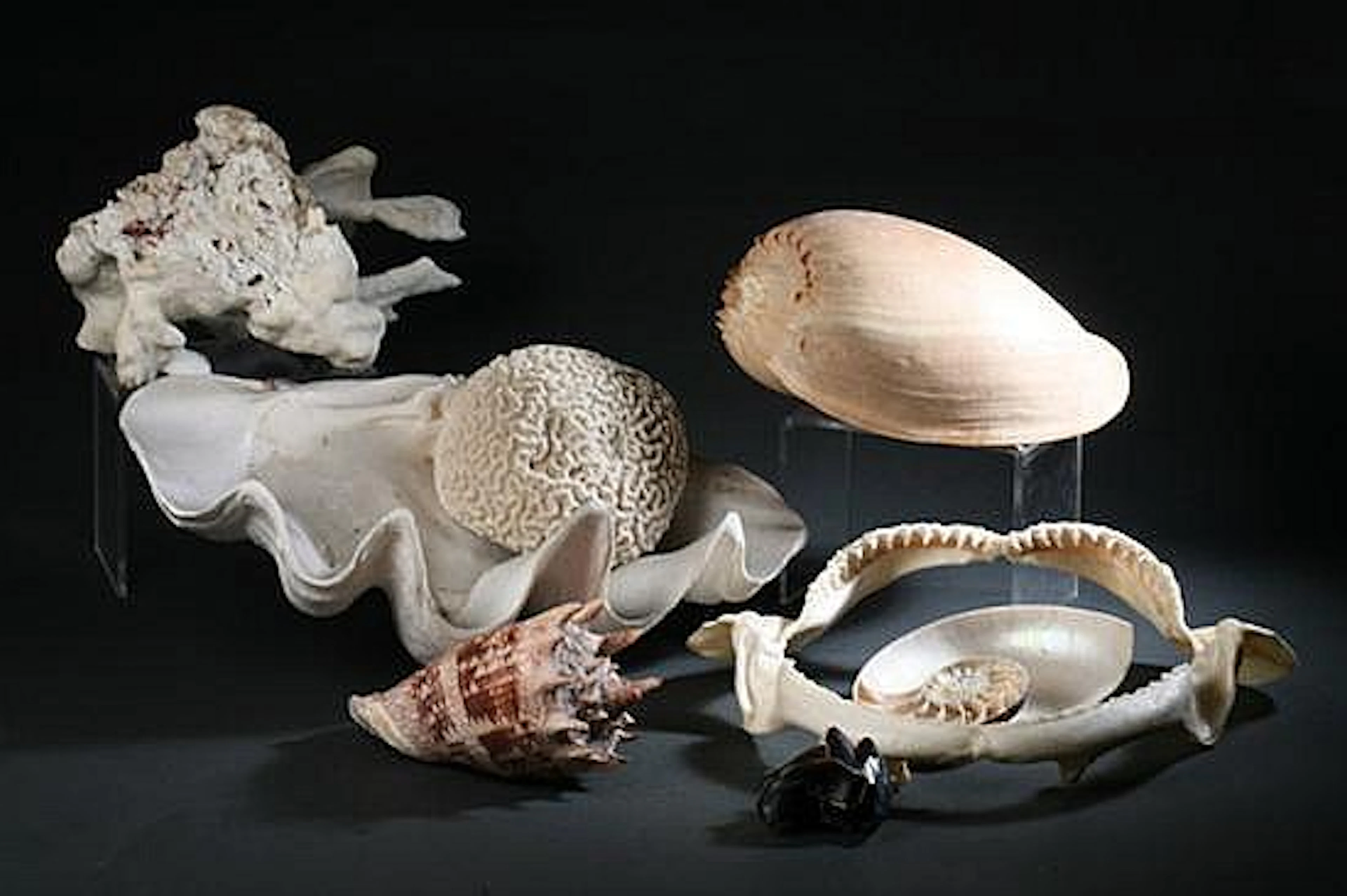 COLLECTION 14 SHELLS AND MARINE SPECIMENS. - 16 3/4 in. long, largest.