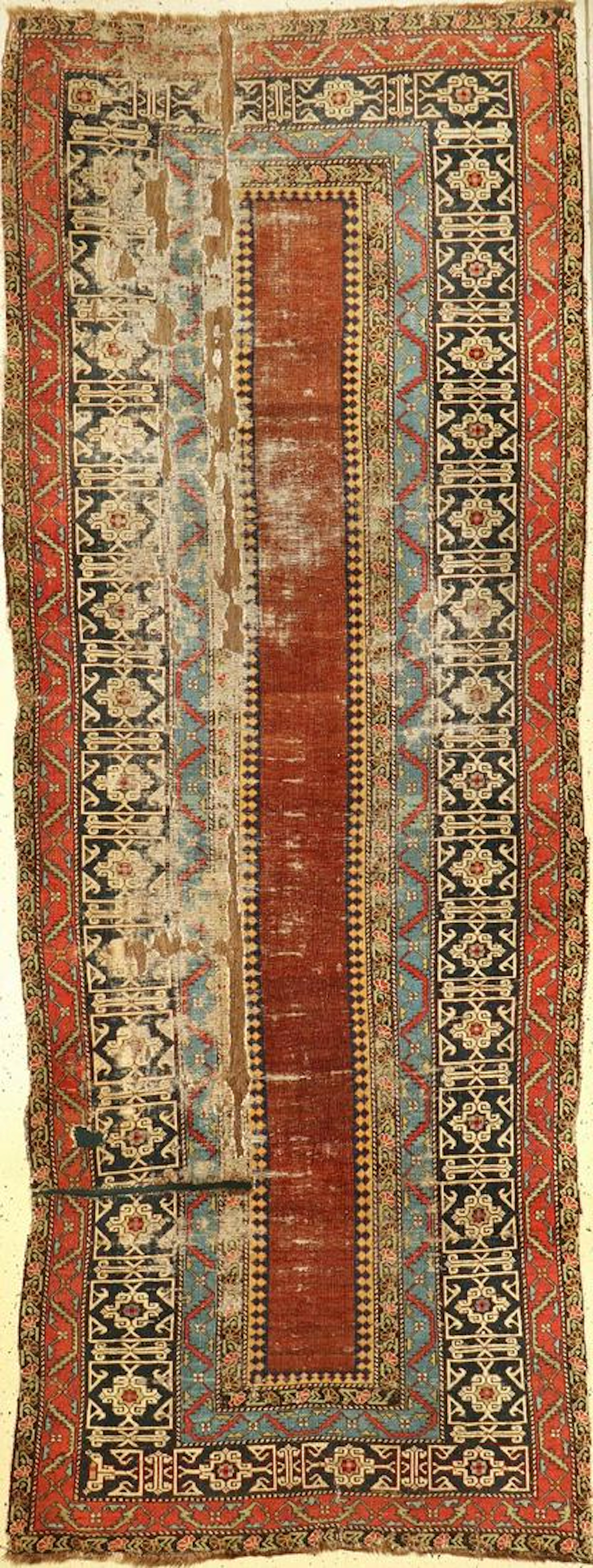Early Shirvan 'Runner',