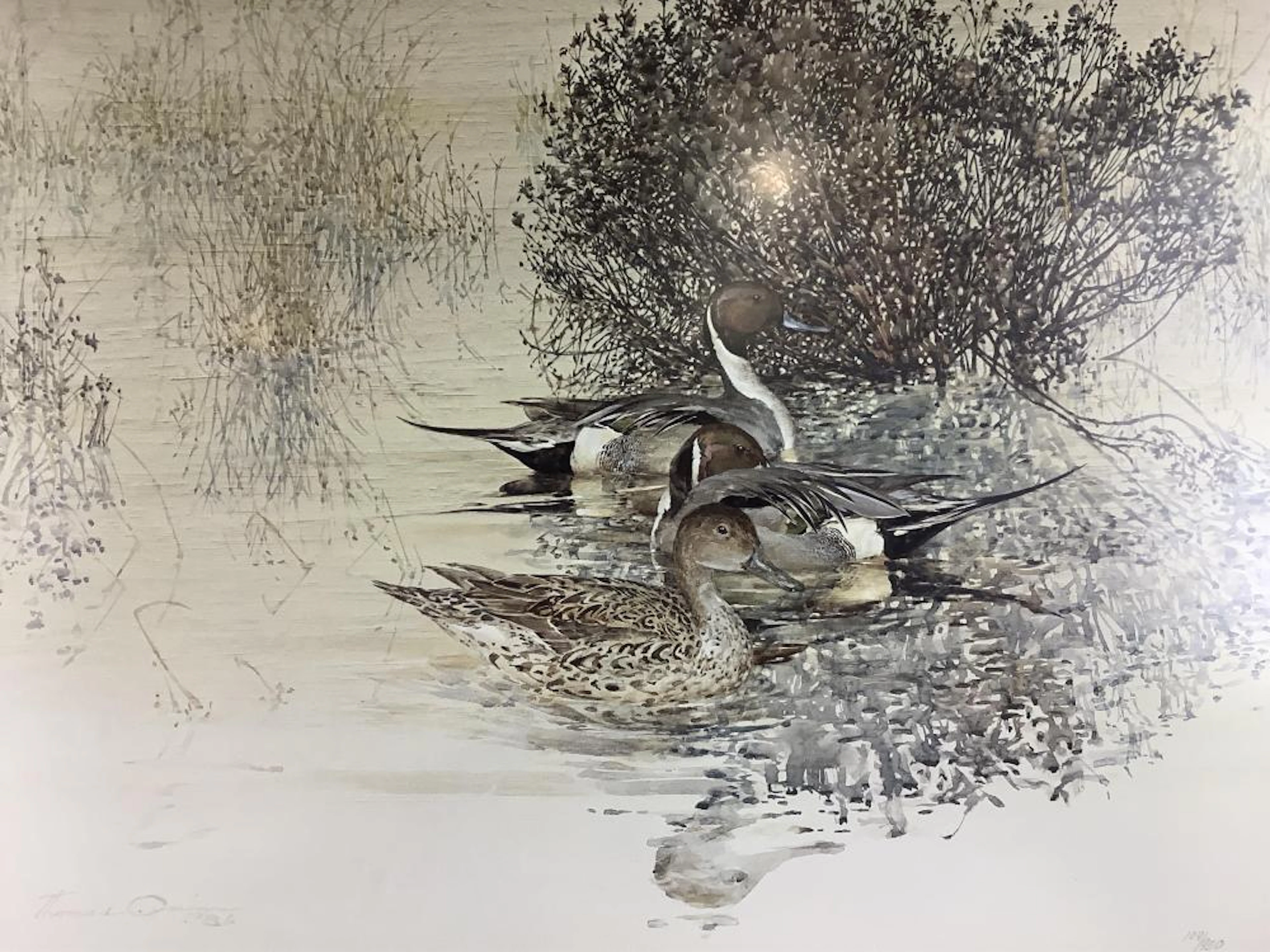 Thomas Quinn (1986) Ducks Numbered Print