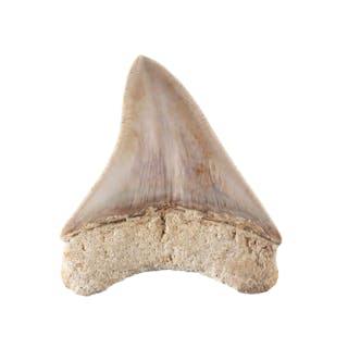 Dent de requin géant Carchalodon Megalodon, Java, Miocène (20 millions