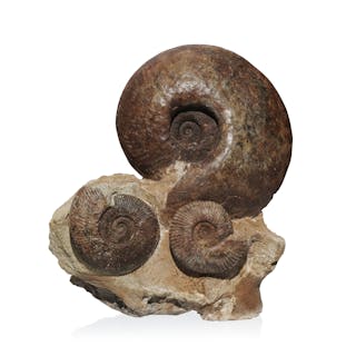 Bloc d'ammonites Hammatoceras sp., France, Belmont, Jurassique, (~180