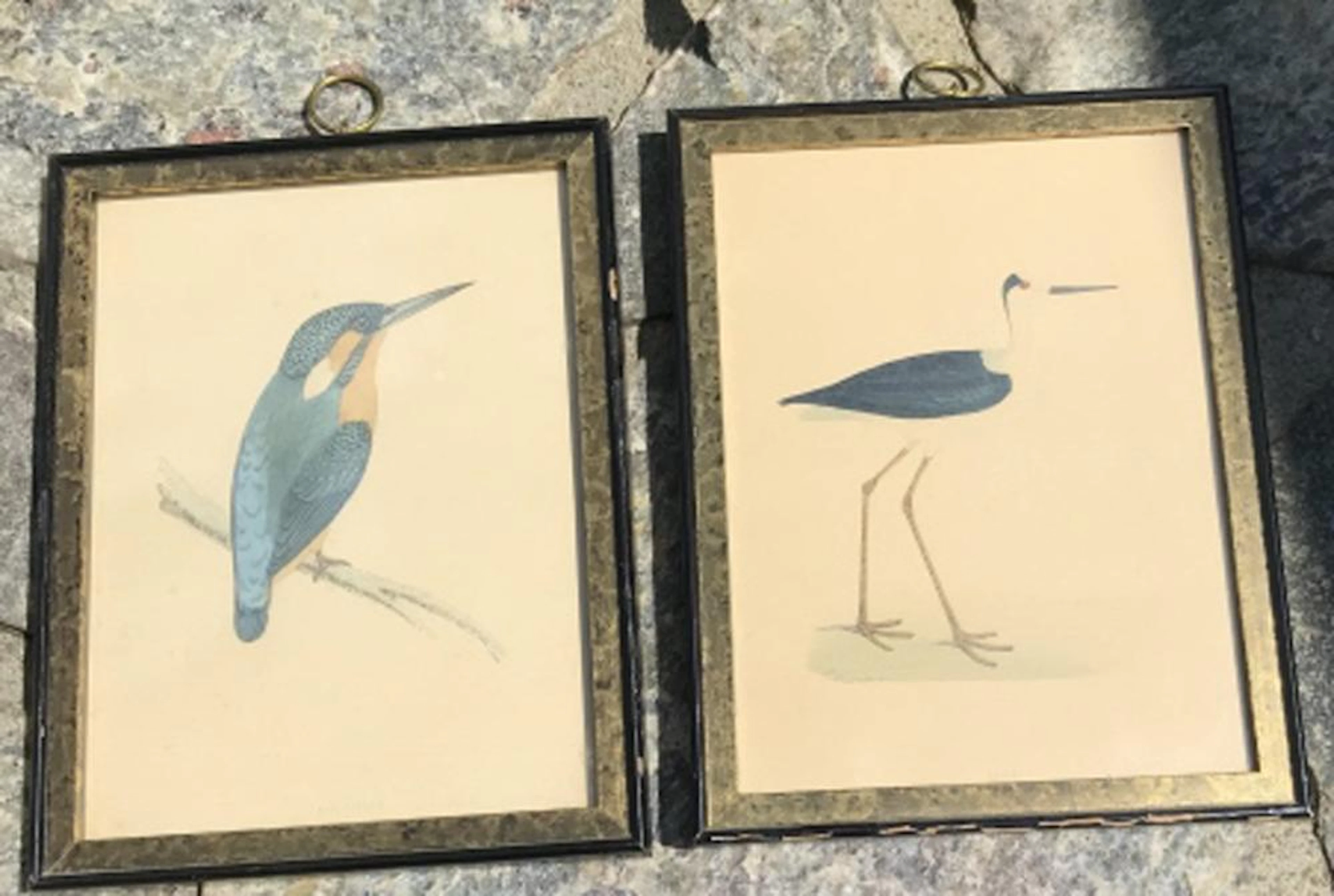 Pair Antique Framed Ornithological / Bird Prints