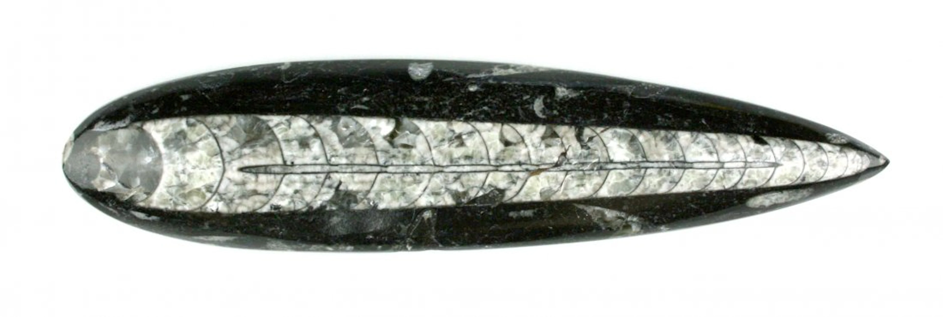 7 3/8" Orthoceras Fossil