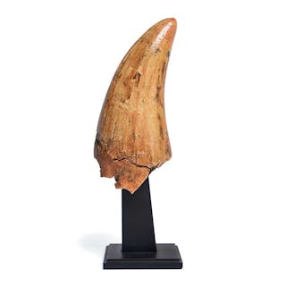 VERY LARGE T–REX TOOTH
